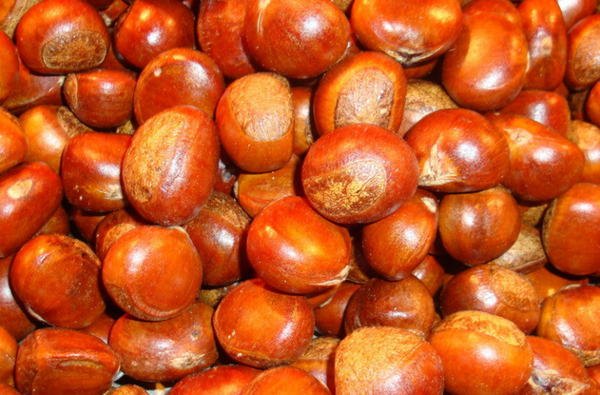 糖炒栗子是用什么炒的？一鍋香氣的秘密，全靠火候與炒料的黃金搭配！(圖3)